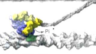 Muscle Myosin [upl. by Lemrahc]