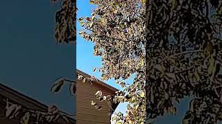 Swarms of wasps 🐝 in these trees 🌴 [upl. by Aniale]