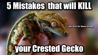 5 Easiest Ways to Kill a Crested Gecko dont make these mistakes [upl. by Ythomit]