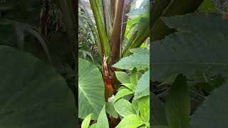 Ensete ventricosum ‘Hiniba’  Over 5 metres now [upl. by Euqinom10]