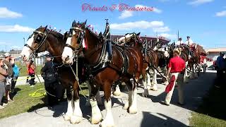 World famous Budweiser Clydesdale Spectacular show in Florida [upl. by Carmelina]