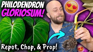 Philodendron gloriosum Repot  Propagation  Chatty Chop amp Prop  Bonus Trip to Bunnings [upl. by Alraep]