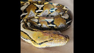 sulawesi reticulated python [upl. by Nibroc]