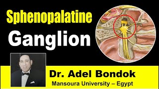 Sphenopalatine Pterygopalatine Ganglion Dr Adel Bondok [upl. by Ellertal]