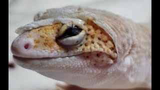 How Leopard Geckos Go BLIND  The Most Common Way  Skin In Eye Close Up [upl. by Ardekan125]