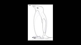 How to draw Adelie Penguin [upl. by Nyrek]