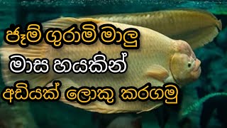 ජෑම් ගුරාමි මාලු මාස හයකින් අඩියක් ලොකු කරගමුjam gurami fish big in 6monnts [upl. by Suirtimid]