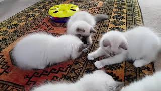 12 week old Birman kittens [upl. by Liana]