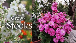 Stock Flower Plant  Growing Stocks  Fragnant Flowers [upl. by Ivo]