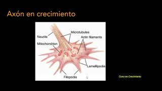 Clase Nº 8 Ontogenia del sistema nervioso Parte 25 [upl. by Eatnoled]