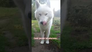 husky huskylife animals funny grudziądz [upl. by Koch]