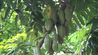 Castanospermum australe morteton bay chestnut blackbean [upl. by Ardeth]