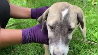 rescue a stray puppy having a lot of mango worms clean poor puppy and feed adopted pets delicious [upl. by Wilhelmine307]