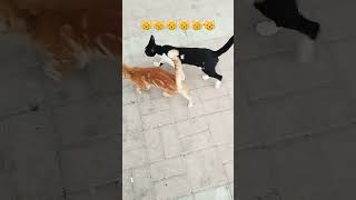 catvideos cat cute catvideo cats [upl. by Latoye]