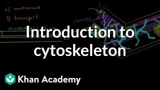 Introduction to cytoskeleton  Cells  MCAT  Khan Academy [upl. by Nerradal]