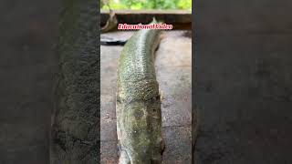 How to clean a fish fishing catchfish fish shorts cooking food fishingtours fyp fypシ゚viral [upl. by Valdes]