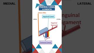 Anatomy Essentials MustKnow Concepts of Femoral Canal amp Femoral Ring anatomy grossanatomy [upl. by Aliahs339]