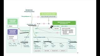 USMLE Step 1 Practice Question Arachidonic Acid [upl. by Atig208]