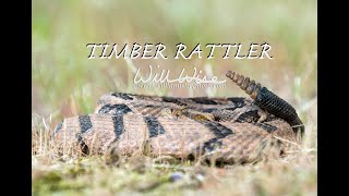 Timber Rattlesnake Strike [upl. by Capp259]