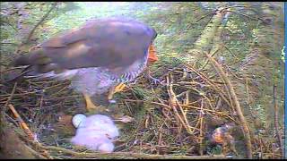 Goshawk nest activity 522014 [upl. by Wadlinger446]