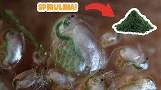 how to stop your daphnia culture from crashing [upl. by Huber139]