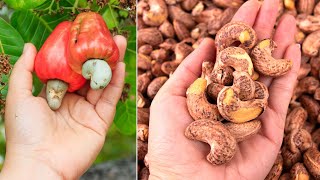 Why Cashews Are Never Sold in Their Shells The Crazy Secrets of the Cashew [upl. by Nakada]