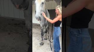 How to Halter a Horse with a Rope Halter  Quick amp Easy Tutorial 🐴part 1 [upl. by York]