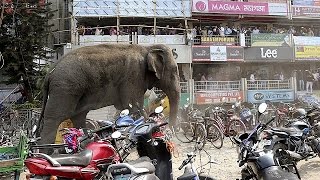 Elephant goes crazy in India [upl. by Bartholomeo530]