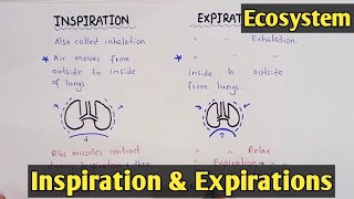 Mechanism of breathing  inspiration and Expiration  Class 11 Biology [upl. by Anne-Marie]