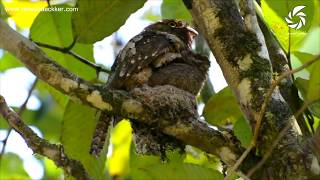 Sri Lanka frogmouth Frogmouth [upl. by Lorola]