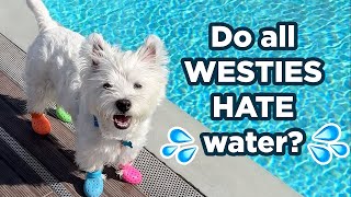 My Westie HATES water And he wont stop barking about it [upl. by Tyra58]