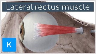 Lateral Rectus Muscle of the Eye  Human Anatomy  Kenhub [upl. by Clemmie617]