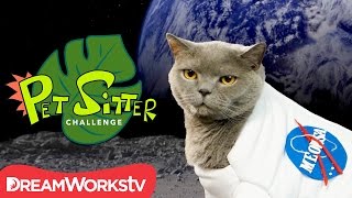 Homemade Cat Calendar  PET SITTER CHALLENGE [upl. by Darnall]