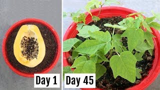 How to Grow Papaya from Seeds at Home EASILY [upl. by Ranice835]