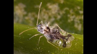 Corythucha ciliata Pillole di Entomologia matesina [upl. by Koh455]