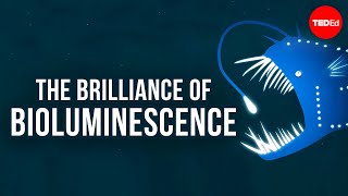 The brilliance of bioluminescence  Leslie Kenna [upl. by Aytak]