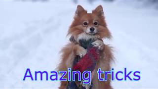 Mittelspitz Charlie amp Amazing dog tricks Удивительные трюки Среднего Шпица Чарли [upl. by Latini]