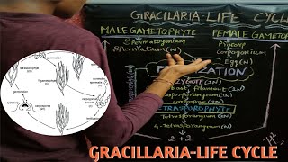 Lifecycle of Gracilariaagar agar medico psychogreville gracilaria life cyclevishnu [upl. by Merrile866]