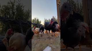 🌞 Coop LifeMorning Walk with Our Feathered Friends shorts viralvideo trending ducklinglove [upl. by Zebaj441]