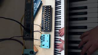 How does the Behringer Wasp sound 🐝🎹 part 2 behringer synth shorts [upl. by Aneekan192]