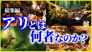 【ゆっくり解説】【総集編】「アリ」とは何者なのか？を解説サハラ砂漠のアリ（未公開）、働きアリ、ジバクアリ、蟻の生態他【作業用】【睡眠用】 [upl. by Ahsias578]