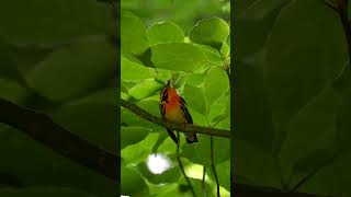 Beautiful Blackburnian Warbler Setophaga fusca during the summer birds birding wildlife nature [upl. by Parcel325]