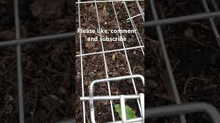 Growing garlic gardening selfsufficiency [upl. by Bertrando]