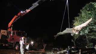 Palfinger PK40002EH Tree Removal [upl. by Comras120]