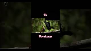 Dancer vs NonDancer Rifle birds birds funnyanimal minikkiminikkinature [upl. by Ilahtan]