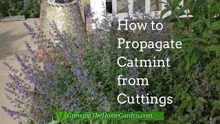 How to Propagate Catmint from Cuttings SIMPLE and EASY [upl. by Sloane]