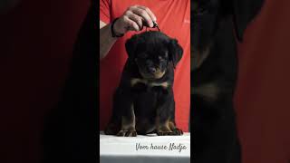 football neymar rottweiler vomhausenadja reels rottweilerpuppy [upl. by Snell]