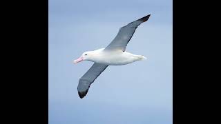 Snowy albatross Diomedea exulans off the coast of Tasmania Australia [upl. by Martinelli]