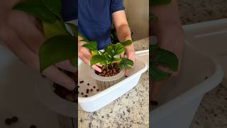 Rhaphidophora Tetrasperma Repot Short plants leca semihydroponics houseplants roomwithry [upl. by Ynohtnaed397]