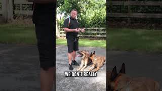 Belgian Malinois vs Malinois X Which Dog Is Right for You [upl. by Hamford]